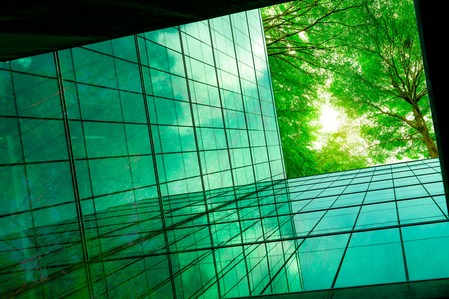Glass windows and Trees
